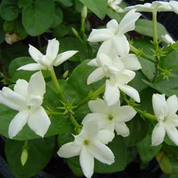 Jasmin d'Arabie / Jasminum sambac